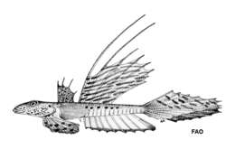 Слика од Callionymus pusillus Delaroche 1809