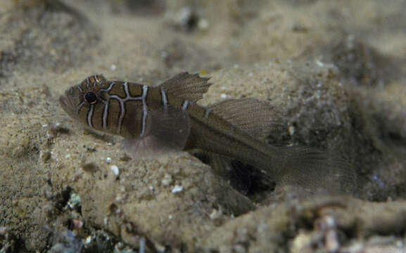 Image of Crossroads goby