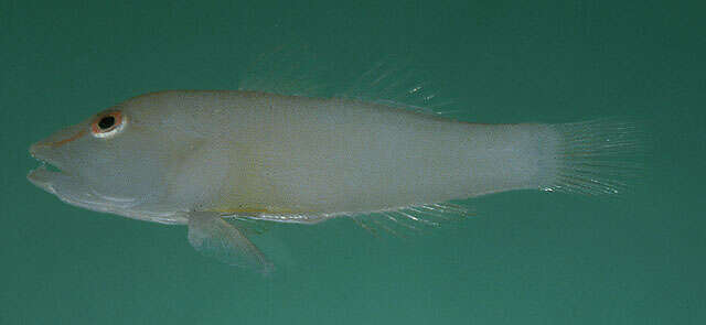 Image of Soft coral ghostgoby