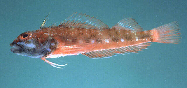 Image of Red Triplefin