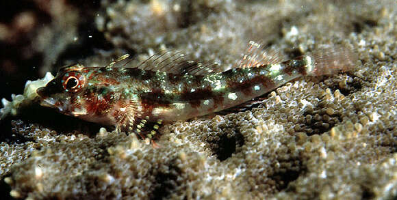 Image of Red Triplefin