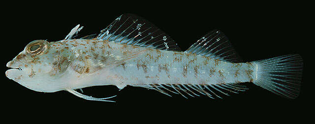 Image of Red Triplefin