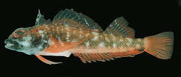 Image of Red Triplefin