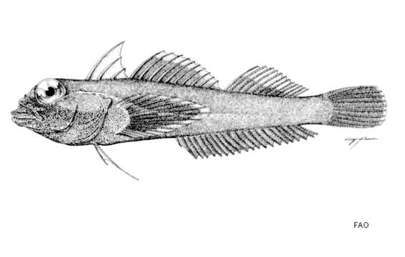 Image of Red Triplefin