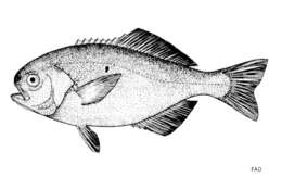 Image of African barrelfish