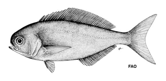 Image of African barrelfish