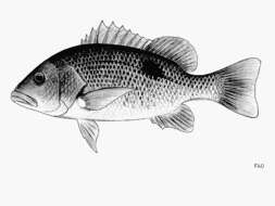 Image of Fingermark Bream