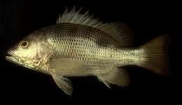 Image of Fingermark Bream