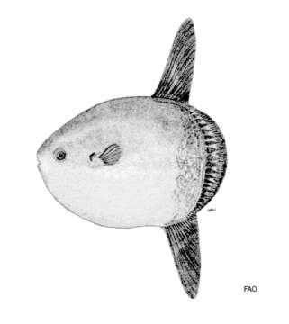 Image of Bumphead sunfish