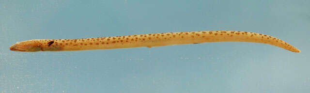 Image of Spotted Spoon-nose Eel