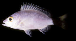 Image of Humpback red snapper