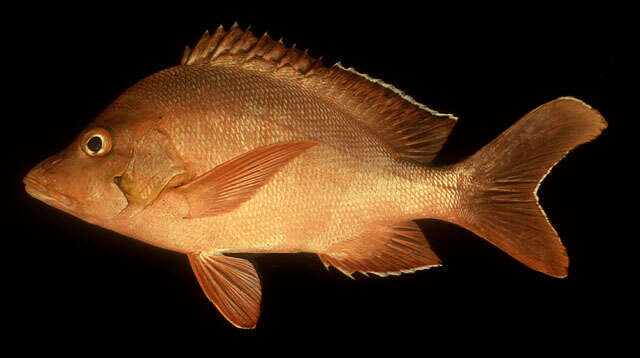 Image of Humpback red snapper