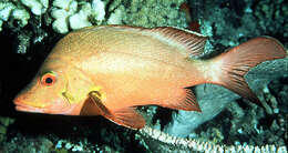 Image of Humpback red snapper