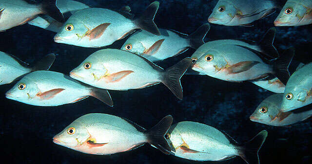 Image of Humpback red snapper