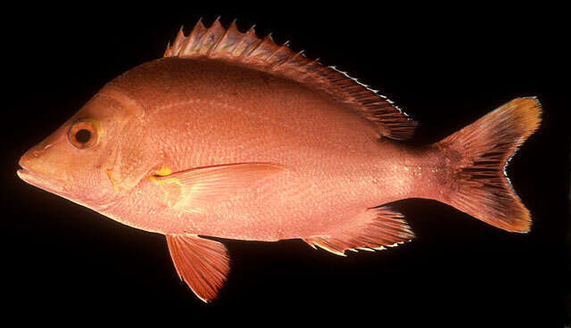 Image of Humpback red snapper