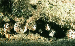 Image of Spotted snake eel