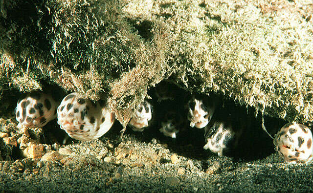 Image of Spotted snake eel