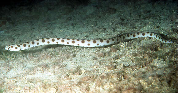 Image of Spotted snake eel