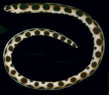 Image of Spotted snake eel