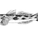 Image of Koragu tank goby