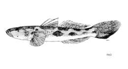 Image of Koragu tank goby