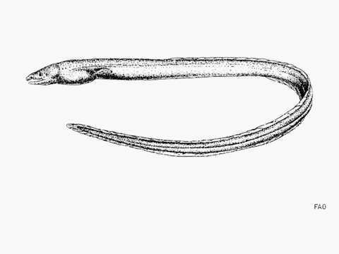Слика од Myrophis vafer Jordan & Gilbert 1883