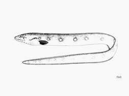 Image of Palespotted Eel