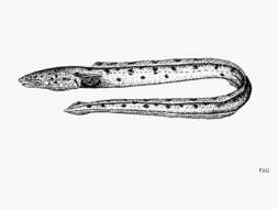 Image of Pacific snake eel