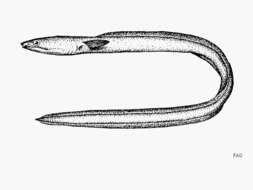 Image of Charmed snake-eel
