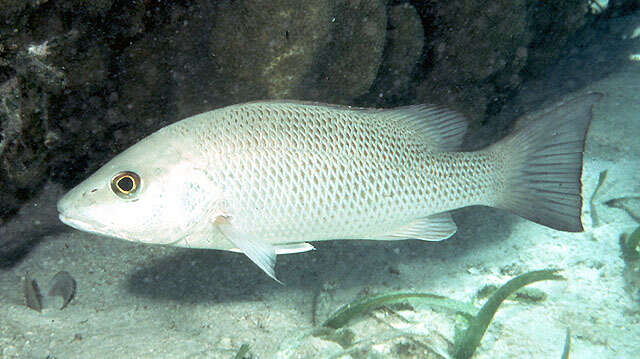 Image of Gray Snapper