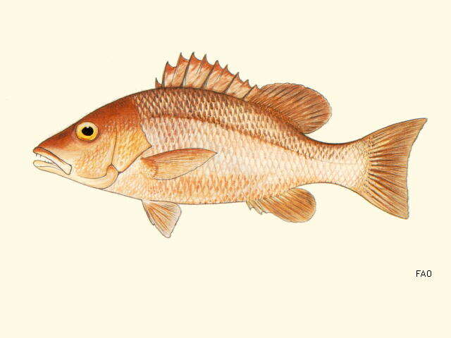 Image of Gray Snapper