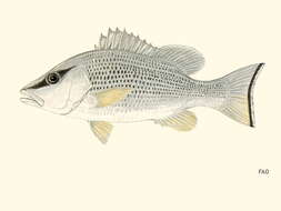 Image of Gray Snapper