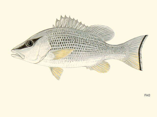 Image of Gray Snapper