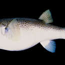 Image of Merauke toadfish