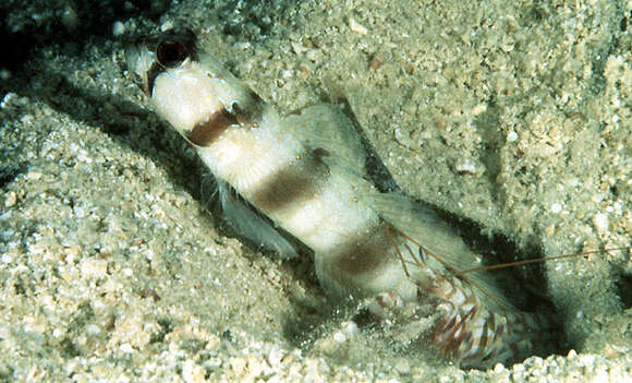 Image of Downing&#39;s shrimpgoby