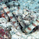 Image of Triplespot shrimpgoby