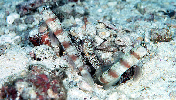 Image of Triplespot shrimpgoby