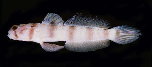 Image of Triplespot shrimpgoby