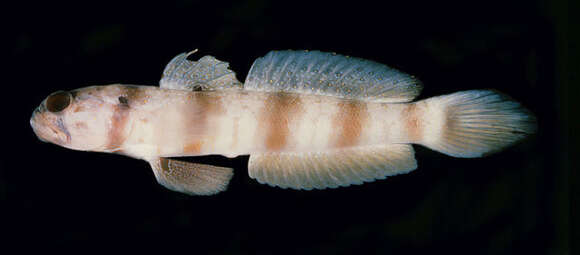 Image of Triplespot shrimpgoby