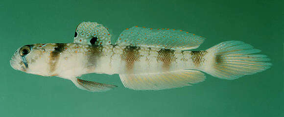 Image of Triplespot shrimpgoby