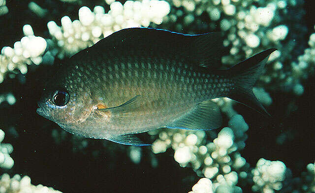 Слика од Chromis flavaxilla Randall 1994