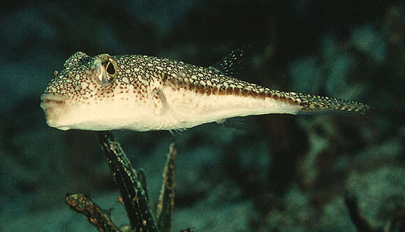 Image of Studded Pufferfish