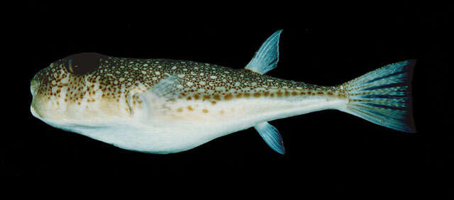 Image of Studded Pufferfish