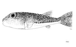 Image of Studded Pufferfish