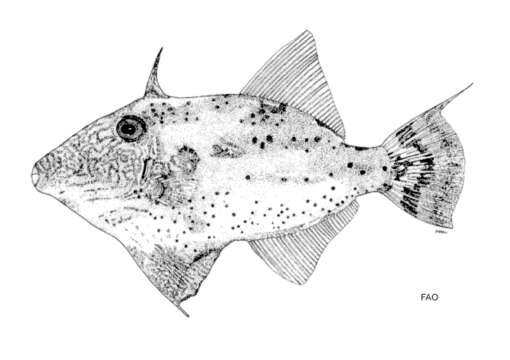 Image of Whitebar filefish