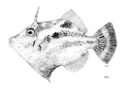 Image of Whitebar filefish