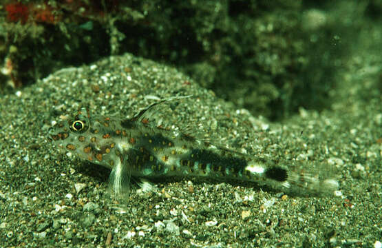 Image of Blotched goby