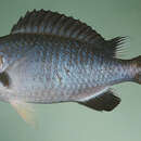 Image of Chromis pamae Randall & McCosker 1992