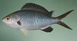 Chromis pamae Randall & McCosker 1992的圖片