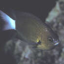 Слика од Pycnochromis bami (Randall & McCosker 1992)